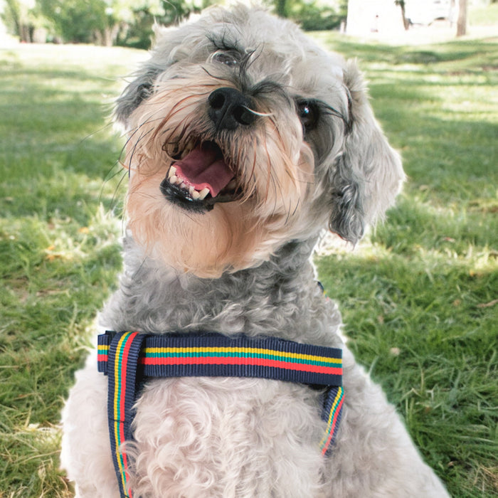 Corps Coloured Dog Harness