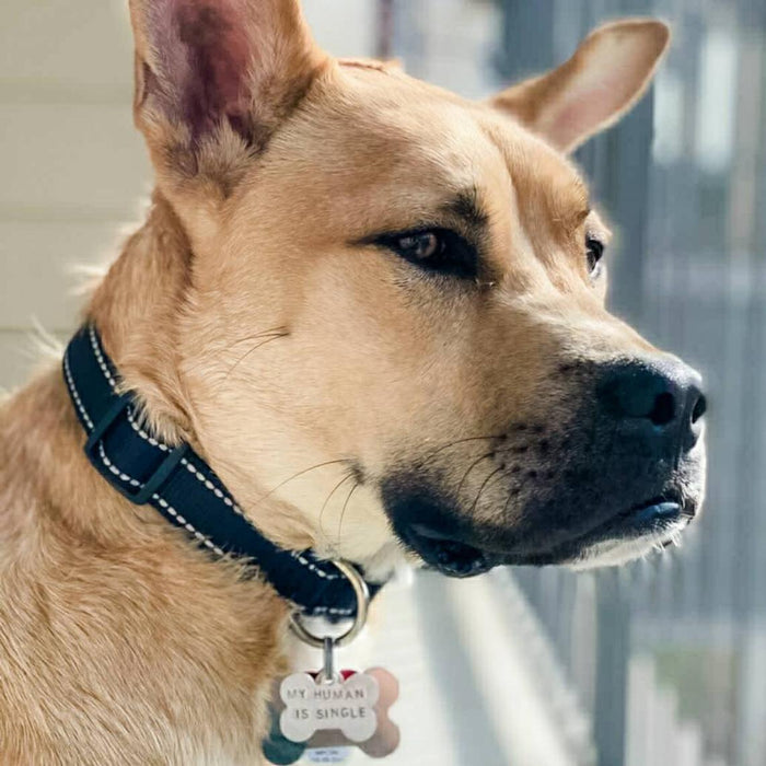 MY HUMAN IS TAKEN Bone-Shaped Pet Tag Salt and Sparkle