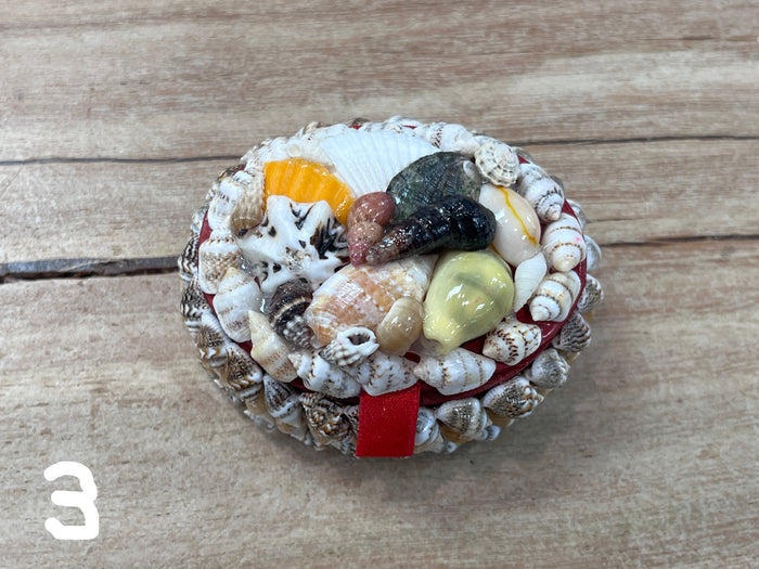 Box - Assorted Shells