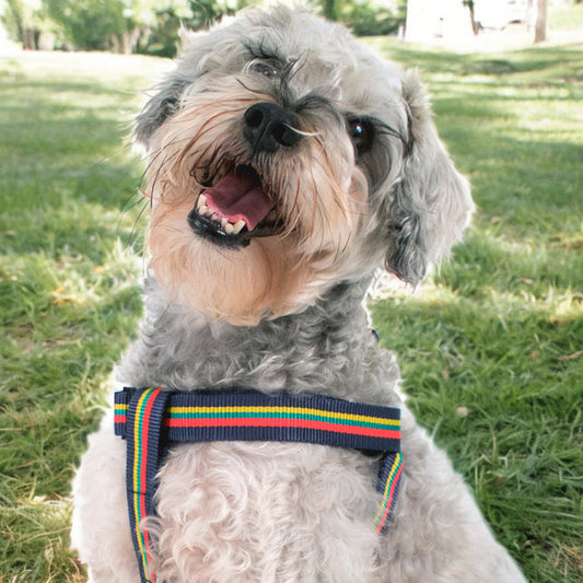 Corps Coloured Dog Harness